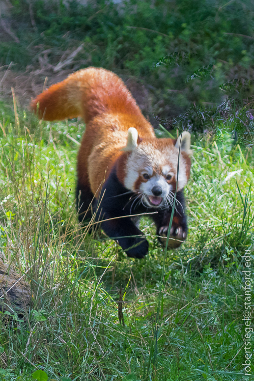 red panda